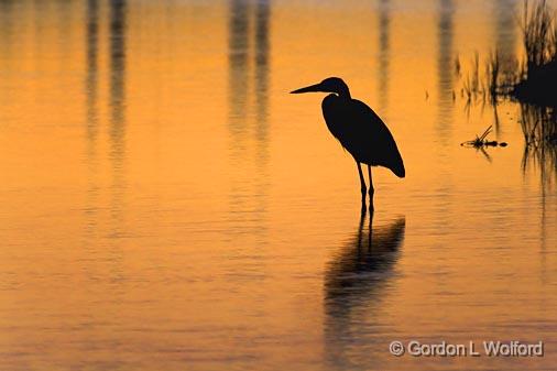 Heron In The Harbor_36184.jpg - Great Blue Heron (Ardea herodias) at sunrisePhotographed along the Gulf coast near Port Lavaca, Texas, USA.